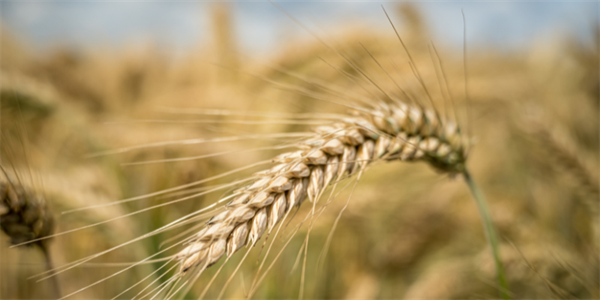 Fondo di Sovranità Alimentare 2025-2026: via libera ai 47,5 milioni per le filiere agricole italiane 
