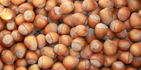 Nocciole, produzione in calo in Italia e in Europa. Fedagri all'incontro tecnico Copa-Cogeca 