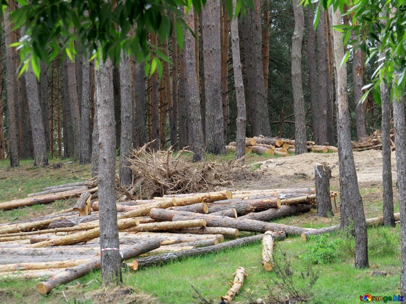 I proprietari forestali ritengono insufficiente la semplificazione dell`EUDR e chiedono nuove modifiche