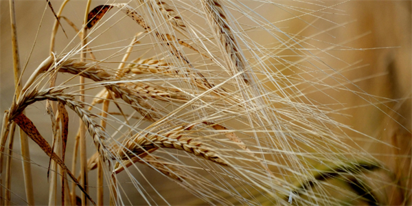 Grano duro, Drei: “La cooperazione respinge le accuse sul proprio ruolo nella CUN. Le quotazioni... 