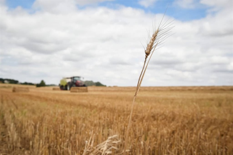 La produzione di cereali europei registra un calo dopo la ripresa dello scorso anno, mentre quella di semi oleosi e colture proteiche mantiene un andamento positivo