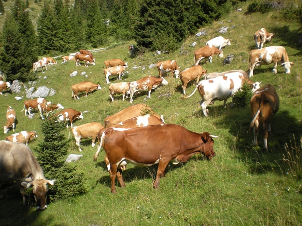 FedAgriPesca Fvg: crollano soci e numero di cooperative, ma i fatturati restano stabili 