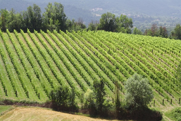 Sostenibilità, cresce la produzione biologica delle cantine cooperative, una su due ha già... 
