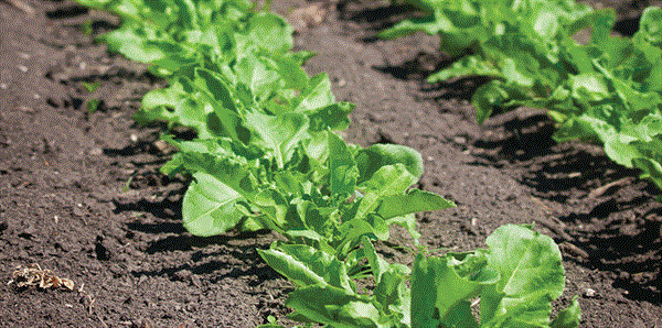 Agricoltura, Mercuri (Alleanza Cooperative), “Bene stanziamento risorse per fondo bieticoltura” 