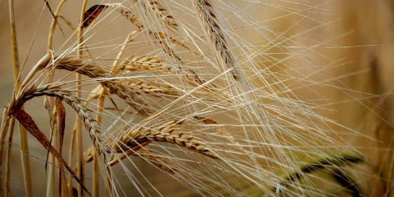 Grano duro, Drei: “La cooperazione respinge le accuse sul proprio ruolo nella CUN. Le quotazioni riflettono l’andamento del mercato”